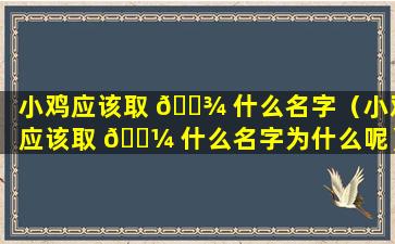 小鸡应该取 🌾 什么名字（小鸡应该取 🌼 什么名字为什么呢）